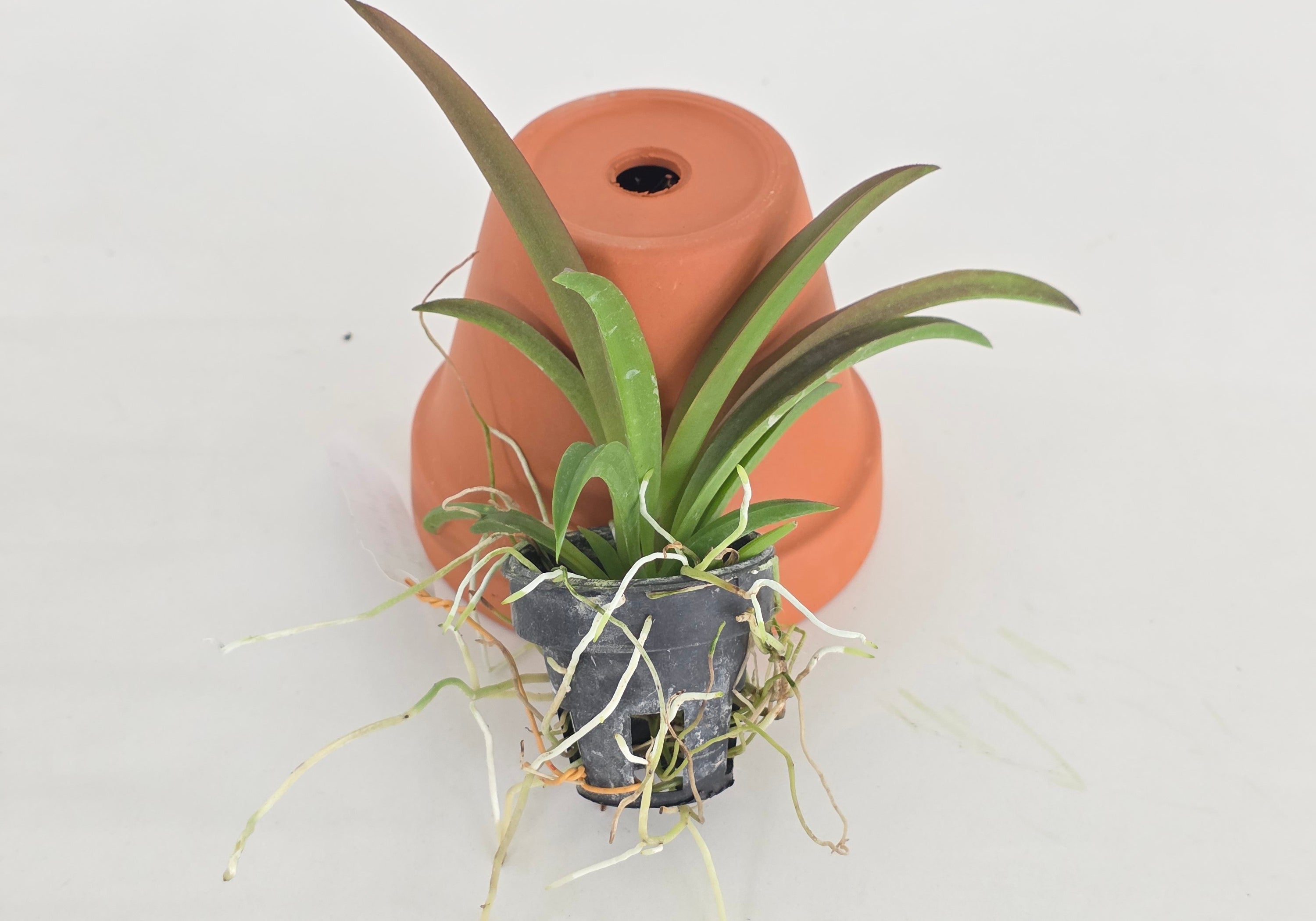 Tolumnia Jairak Flyer 'Pastel Pink'