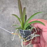 Tolumnia Jairak Flyer 'Pastel Pink'