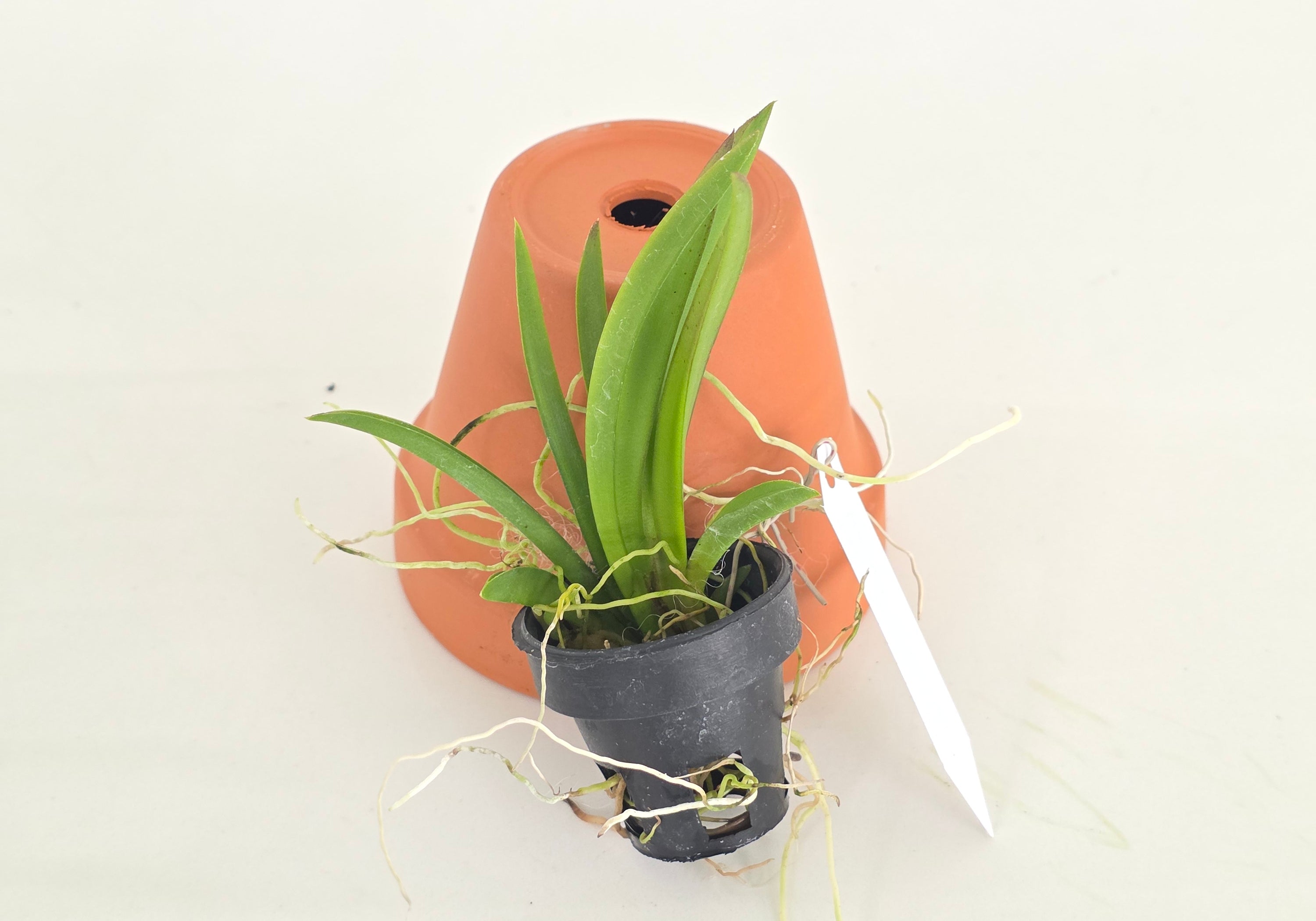 Tolumnia Jairak Flyer 'Giraffe'