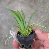 Tolumnia Jairak Flyer 'Giraffe'