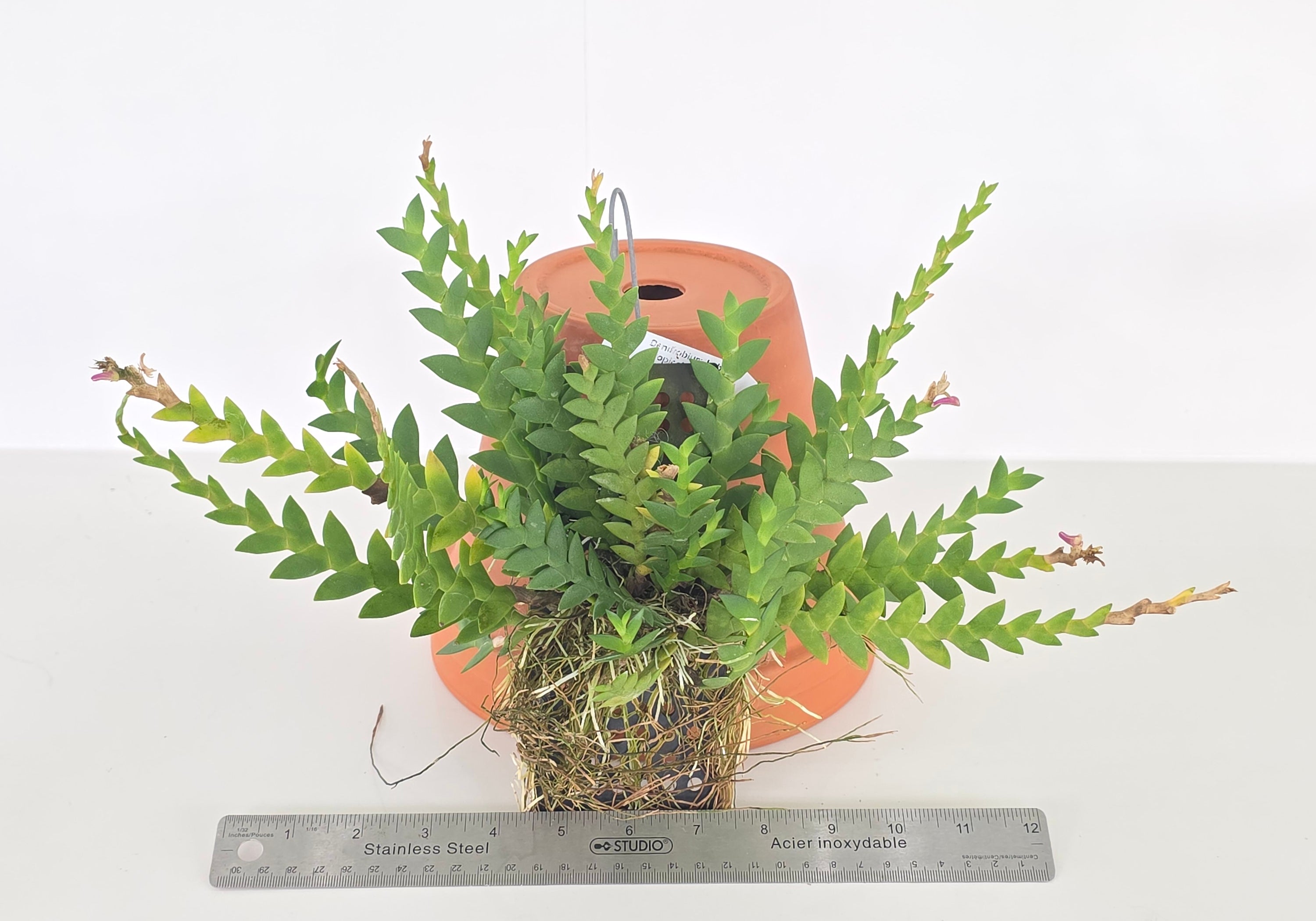 Dendrobium Tropical Rosea