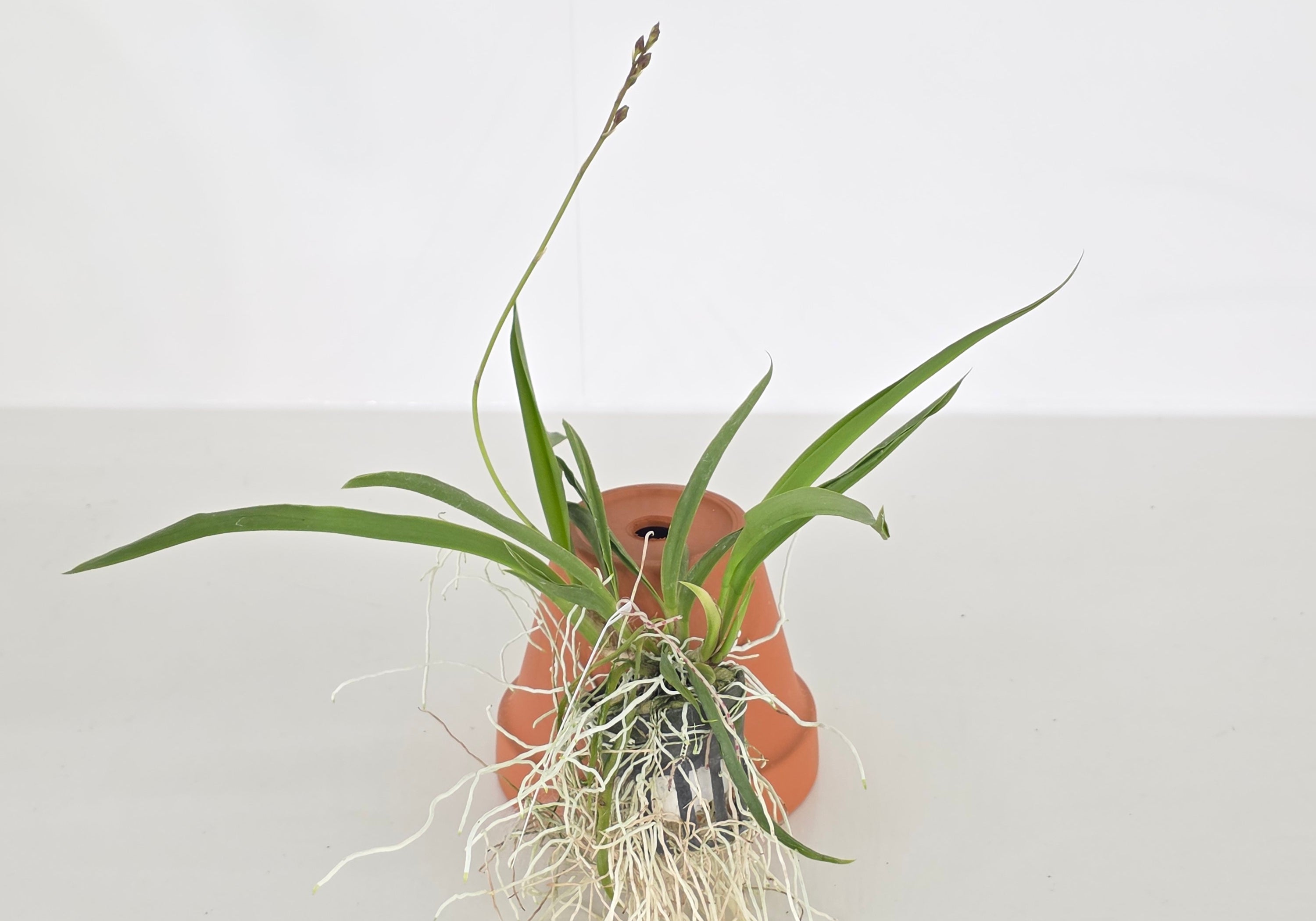 Tolumnia Jairak Venus 'Sweet Pink'
