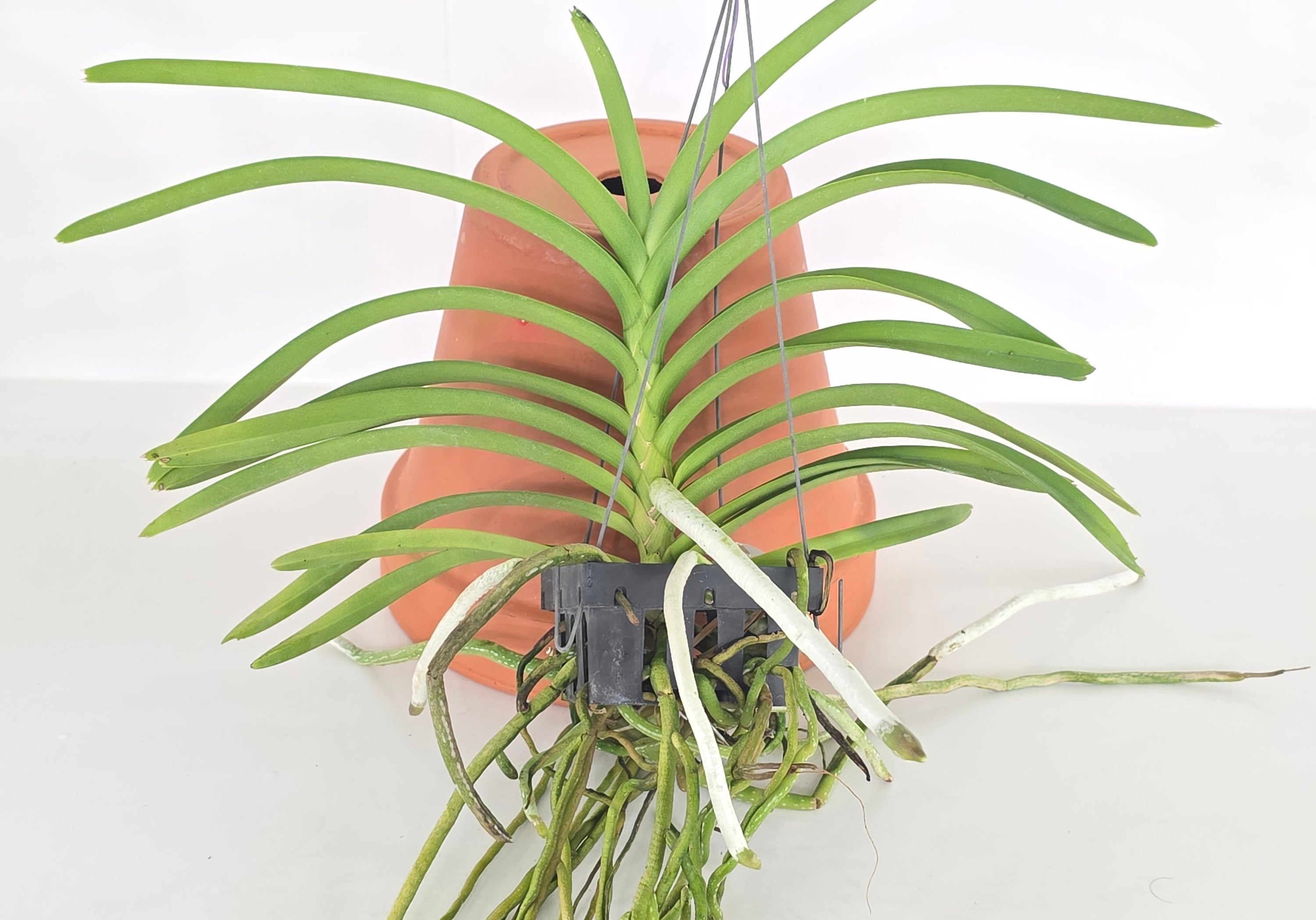 Vanda lamellata 4N