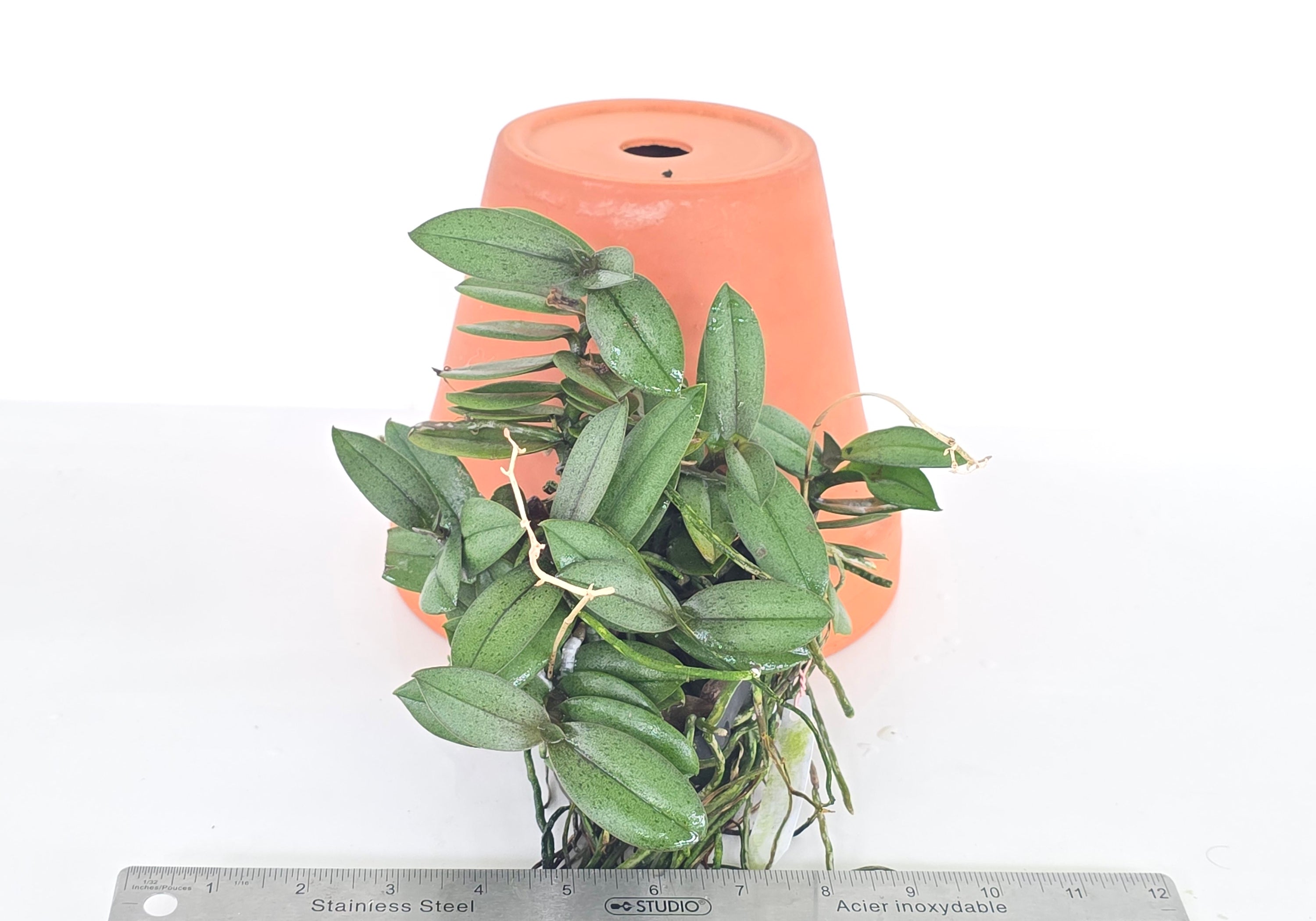 Phalaenopsis pulcherrima 'Dwarf from Laos' - MATURE plants!