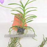 Vanda coerulea 'Loas' x sib