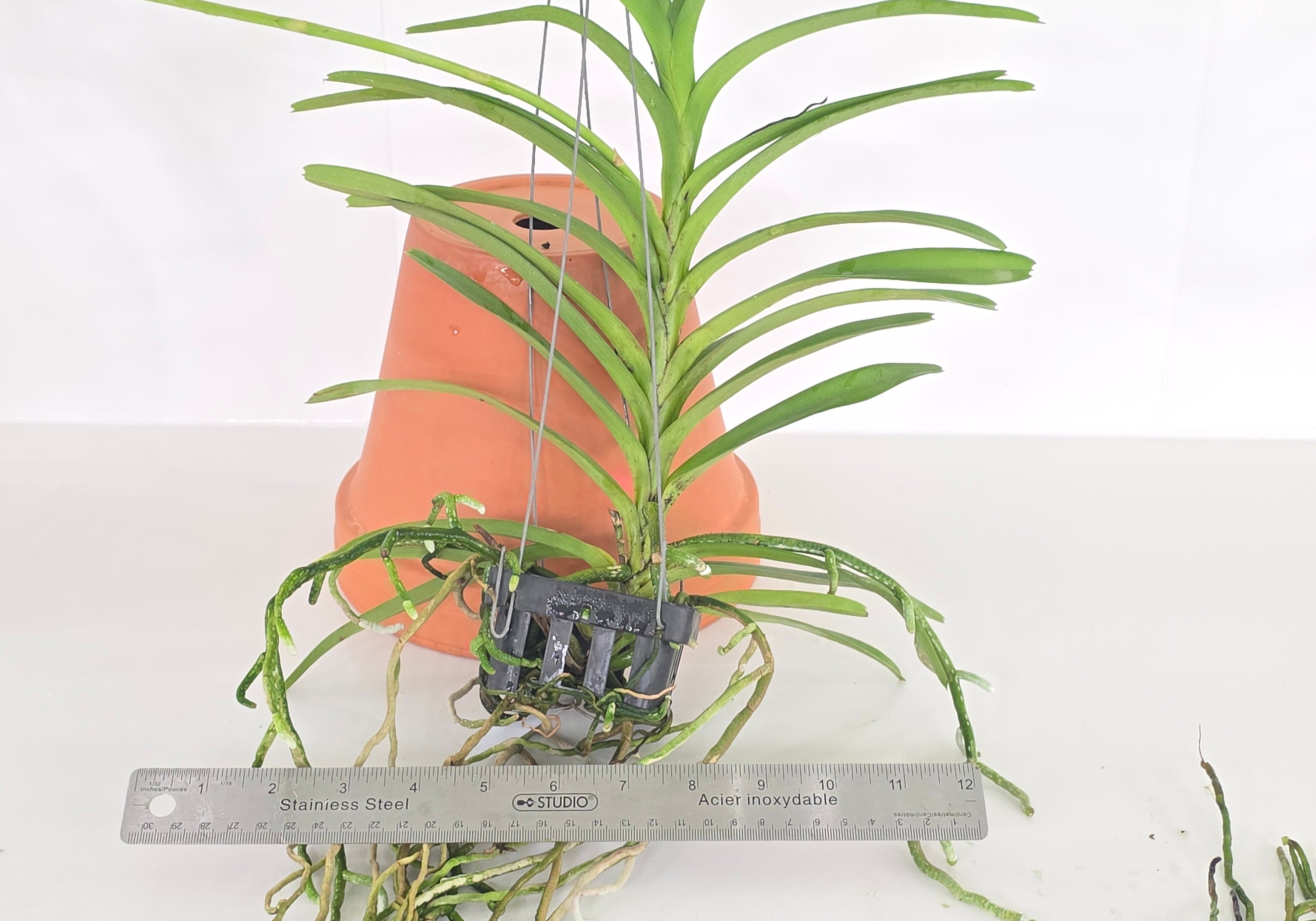 Vanda coerulea 'Loas' x sib