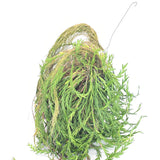 Dendrobium terminale (Mature specimen size plant)