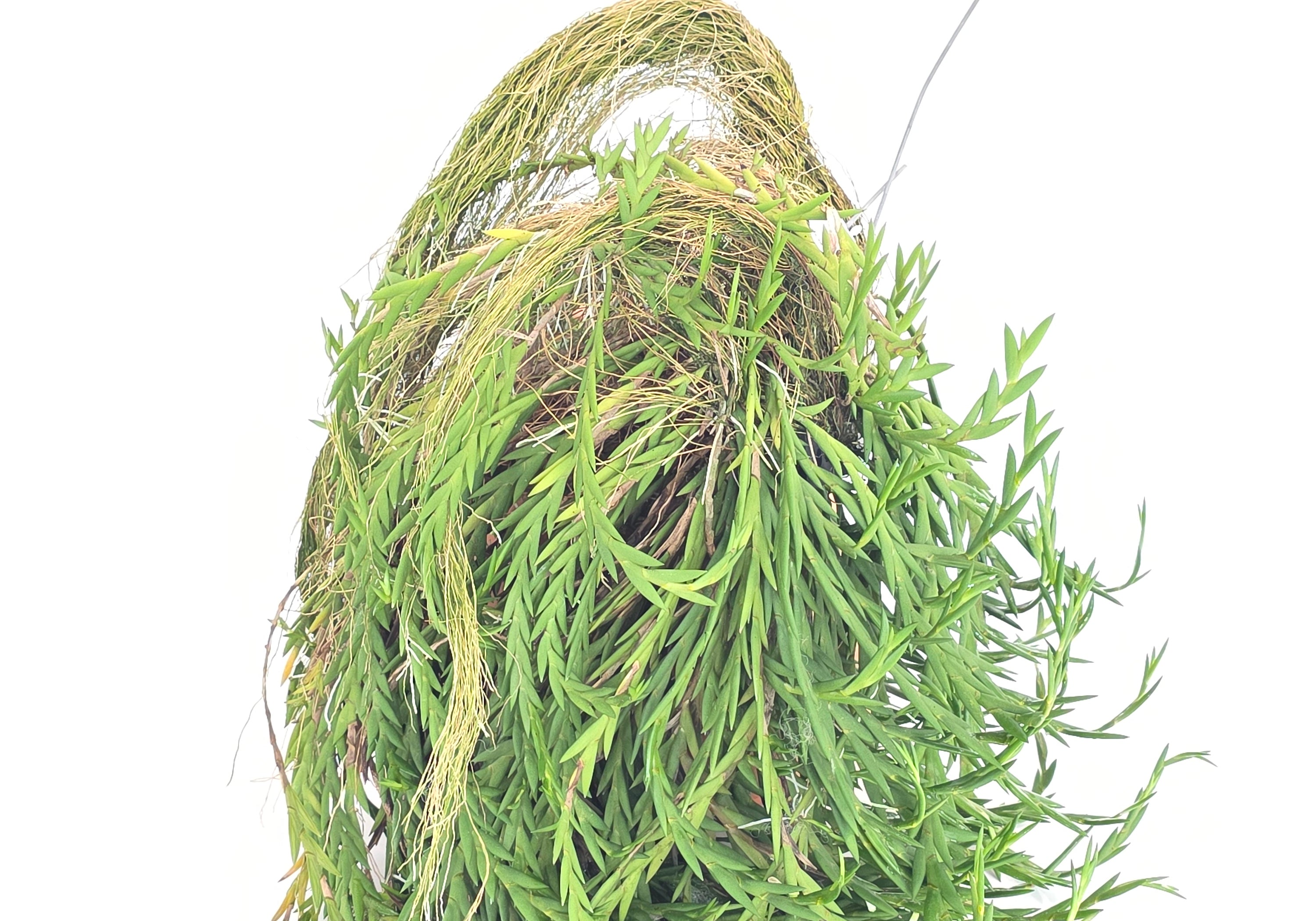 Dendrobium terminale (Mature specimen size plant)
