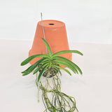 Vanda Ladda Gold