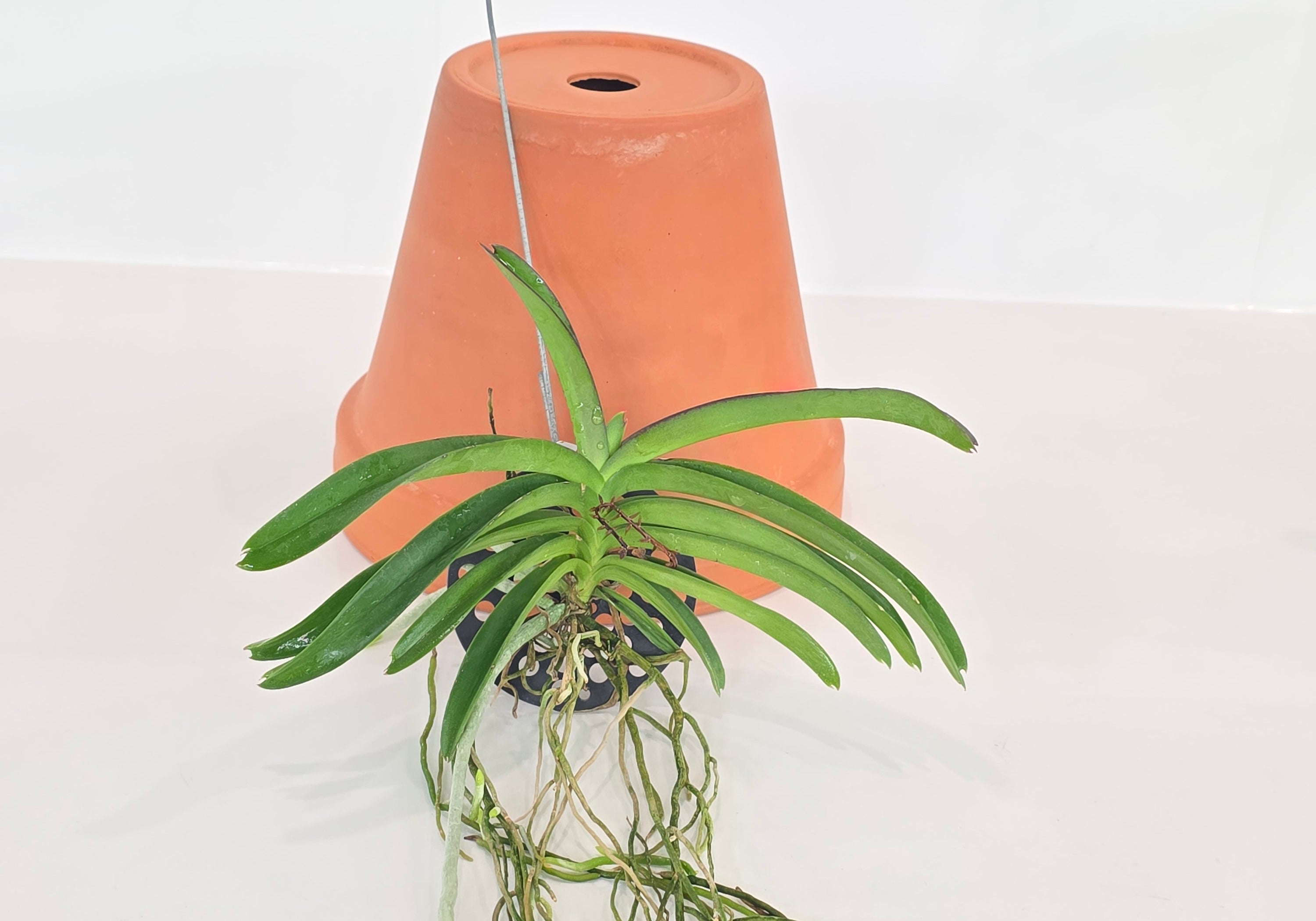 Vanda Ladda Gold