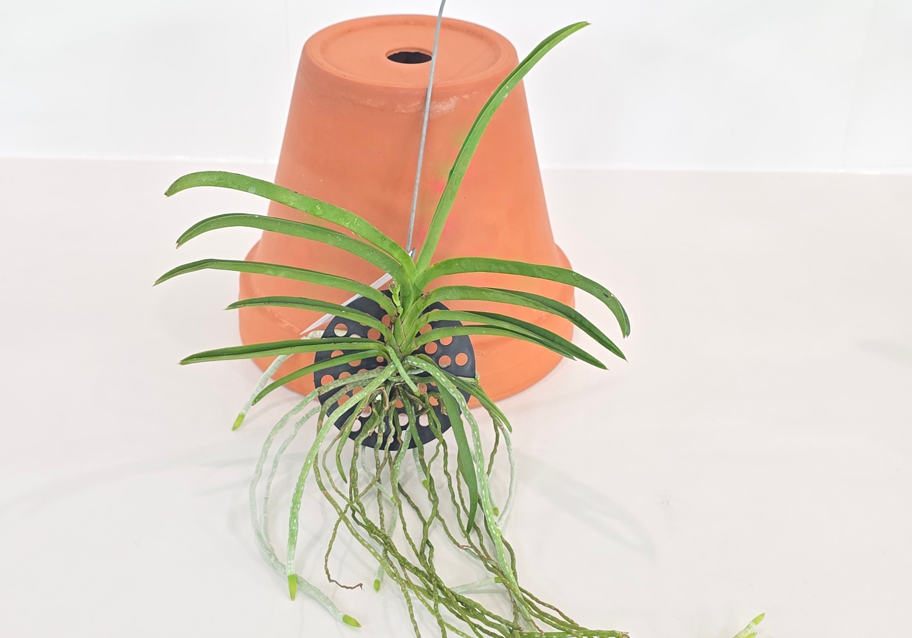 Vanda Lou Sneary x (testacea x garayi)