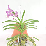 Vanda Gnana Kumar x Kulwadee Fragrance