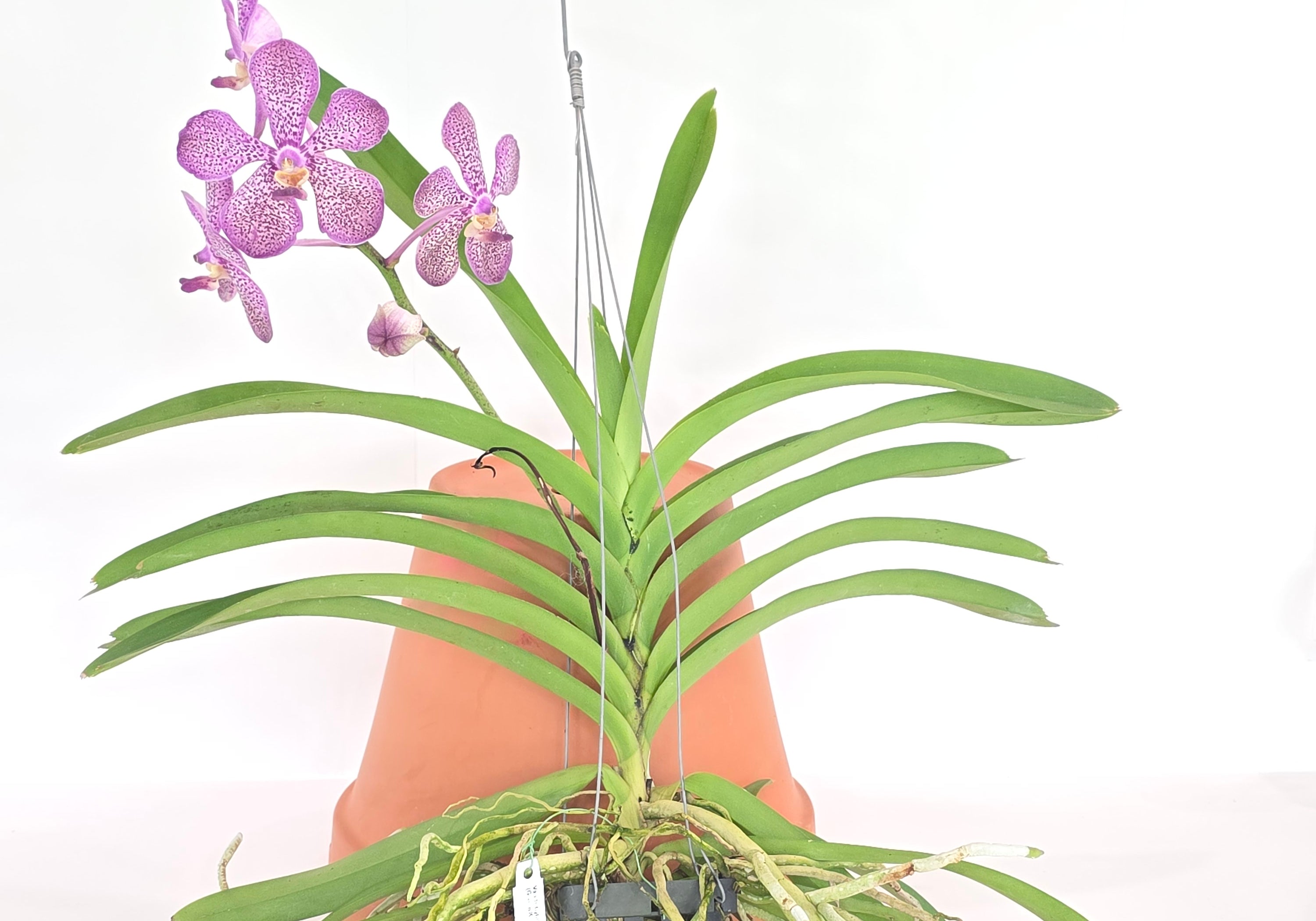 Vanda Gnana Kumar x Kulwadee Fragrance