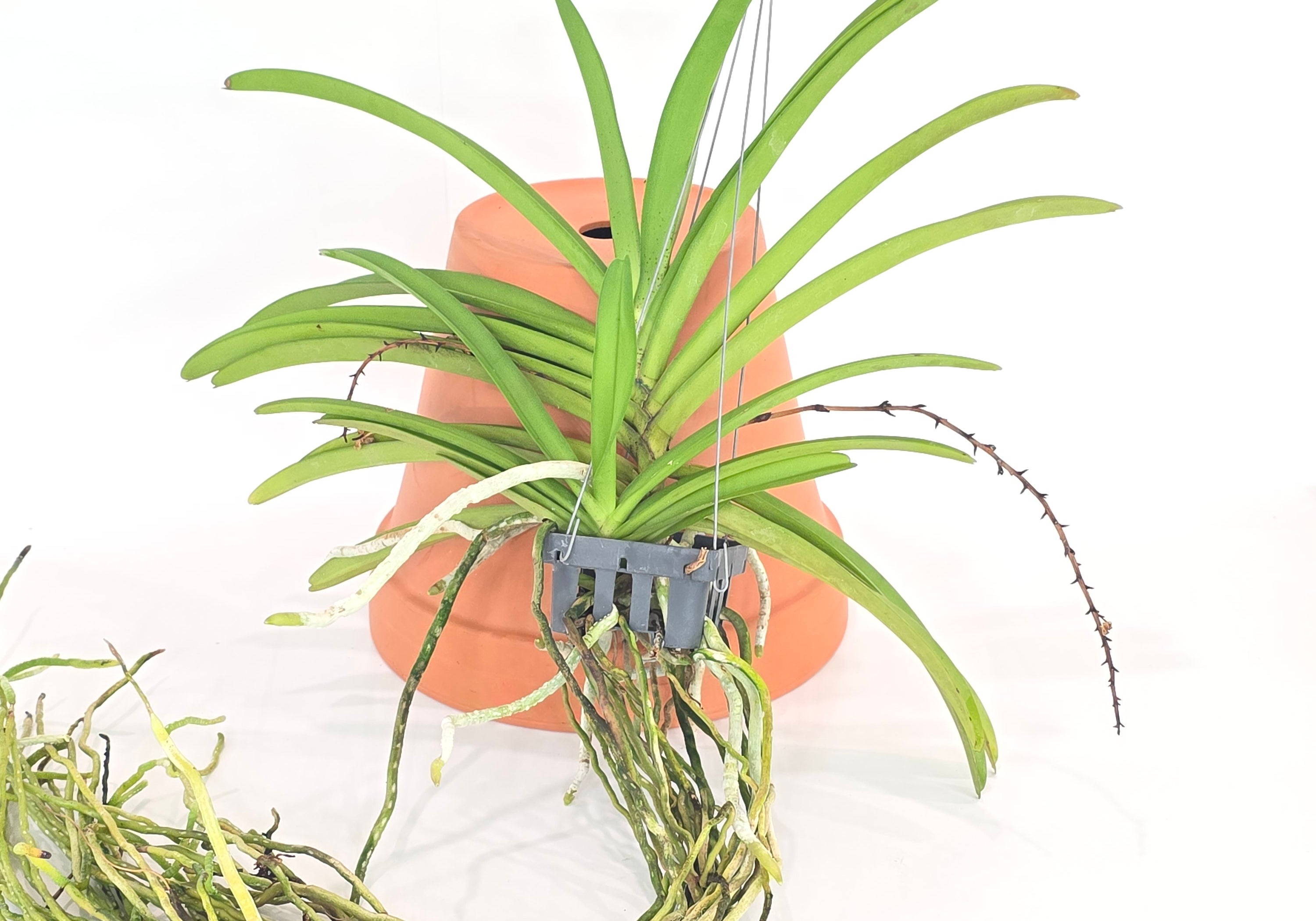 Aerides Hybridum