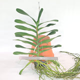 Renanstylis Bangkok Beauty (XL Plants)