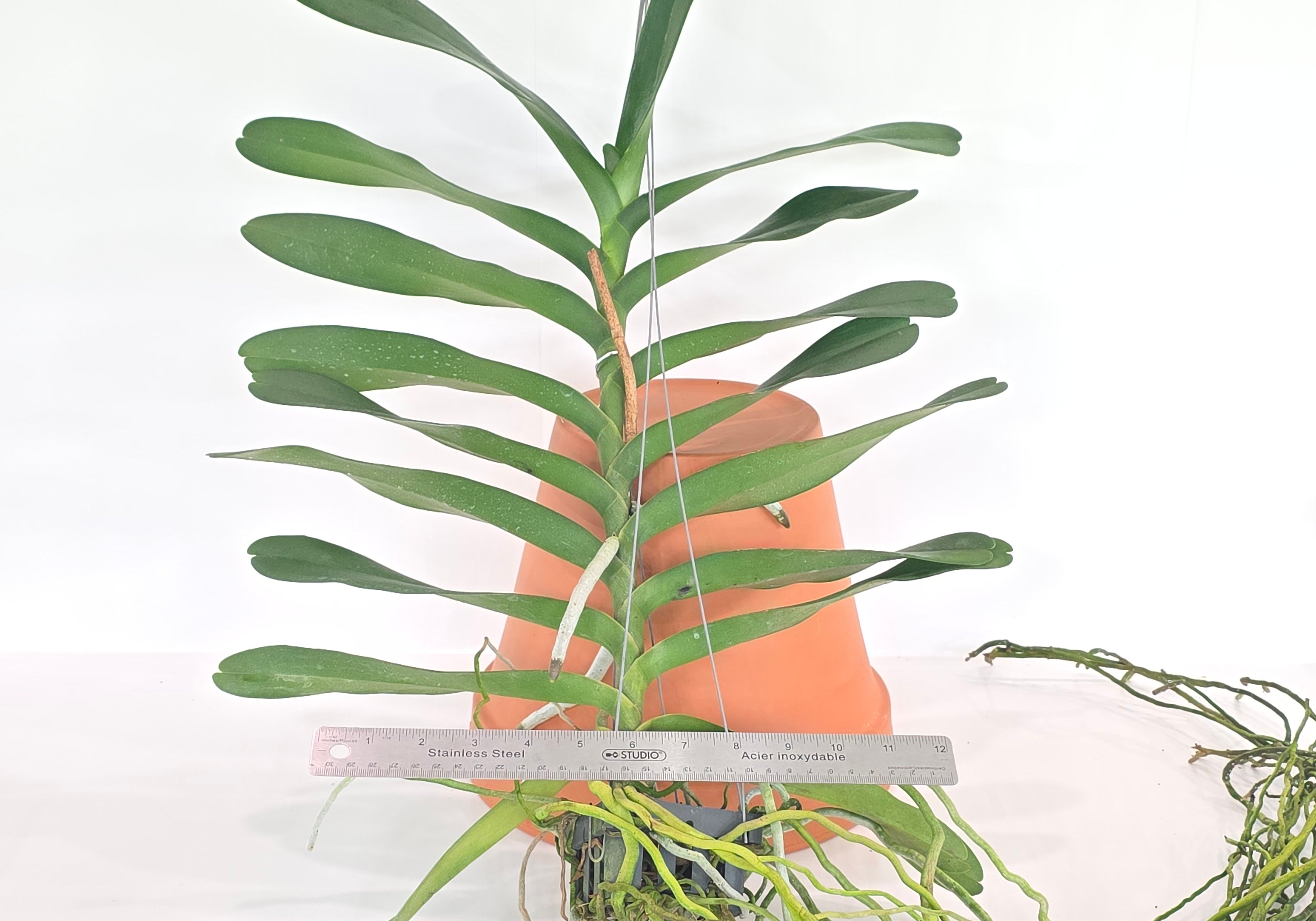 Renanstylis Bangkok Beauty (XL Plants)