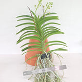 Vanda sanderiana 'alba' x tessallata 'alba (XL Plants)