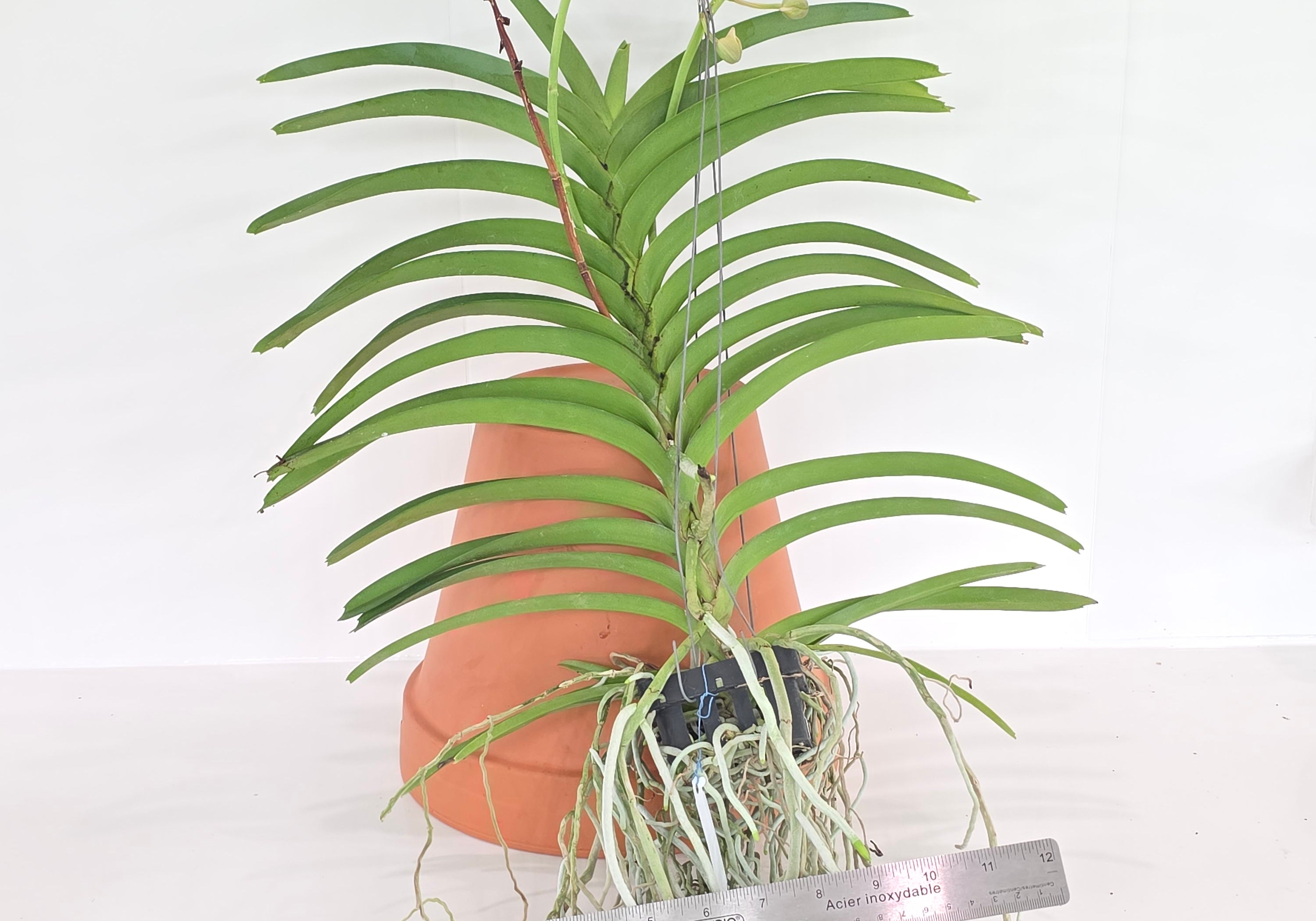 Vanda sanderiana 'alba' x tessallata 'alba (XL Plants)