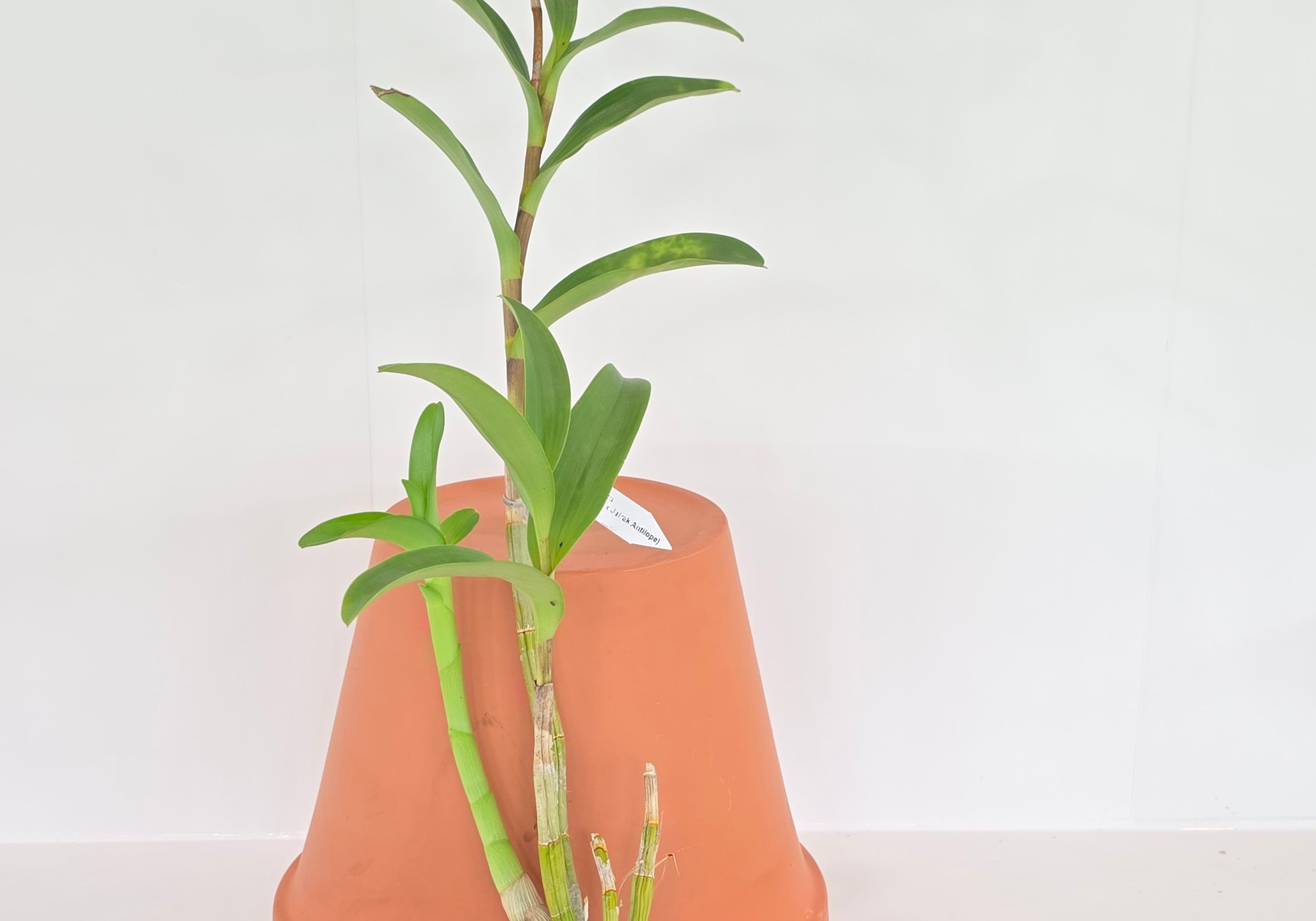 Dendrobium Constance No.964 x Jairak Antilope