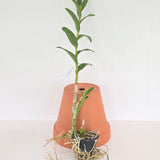 Dendrobium lasianthera x Jairak Spider No. 786