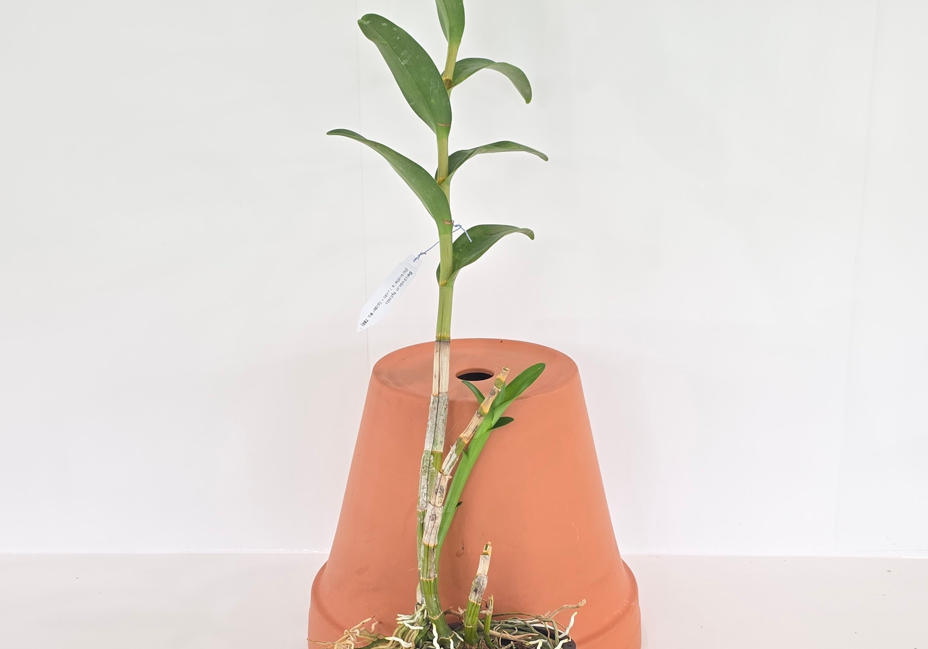Dendrobium lasianthera x Jairak Spider No. 786