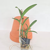 Cattleya Claradiana