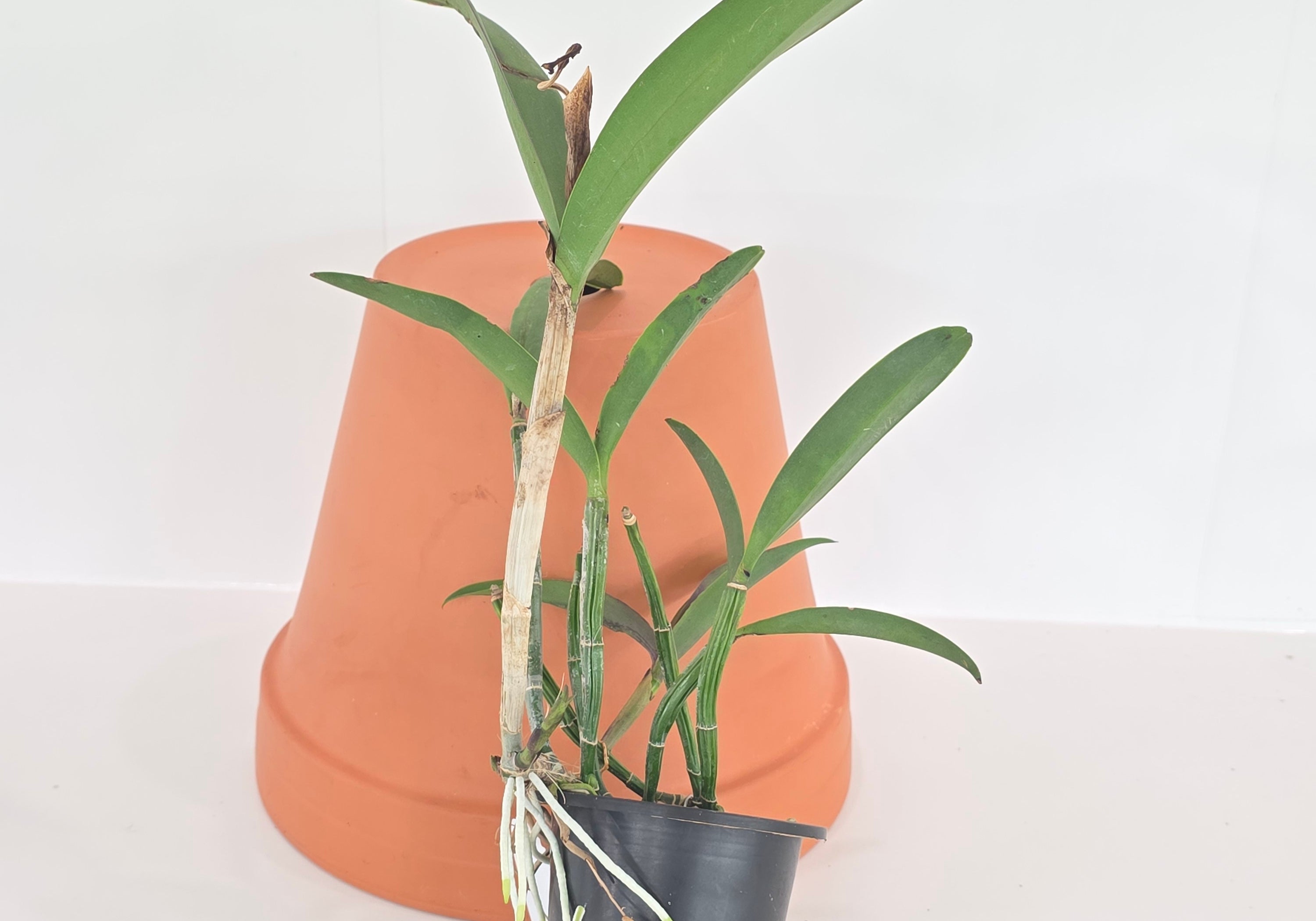 Cattleya Claradiana