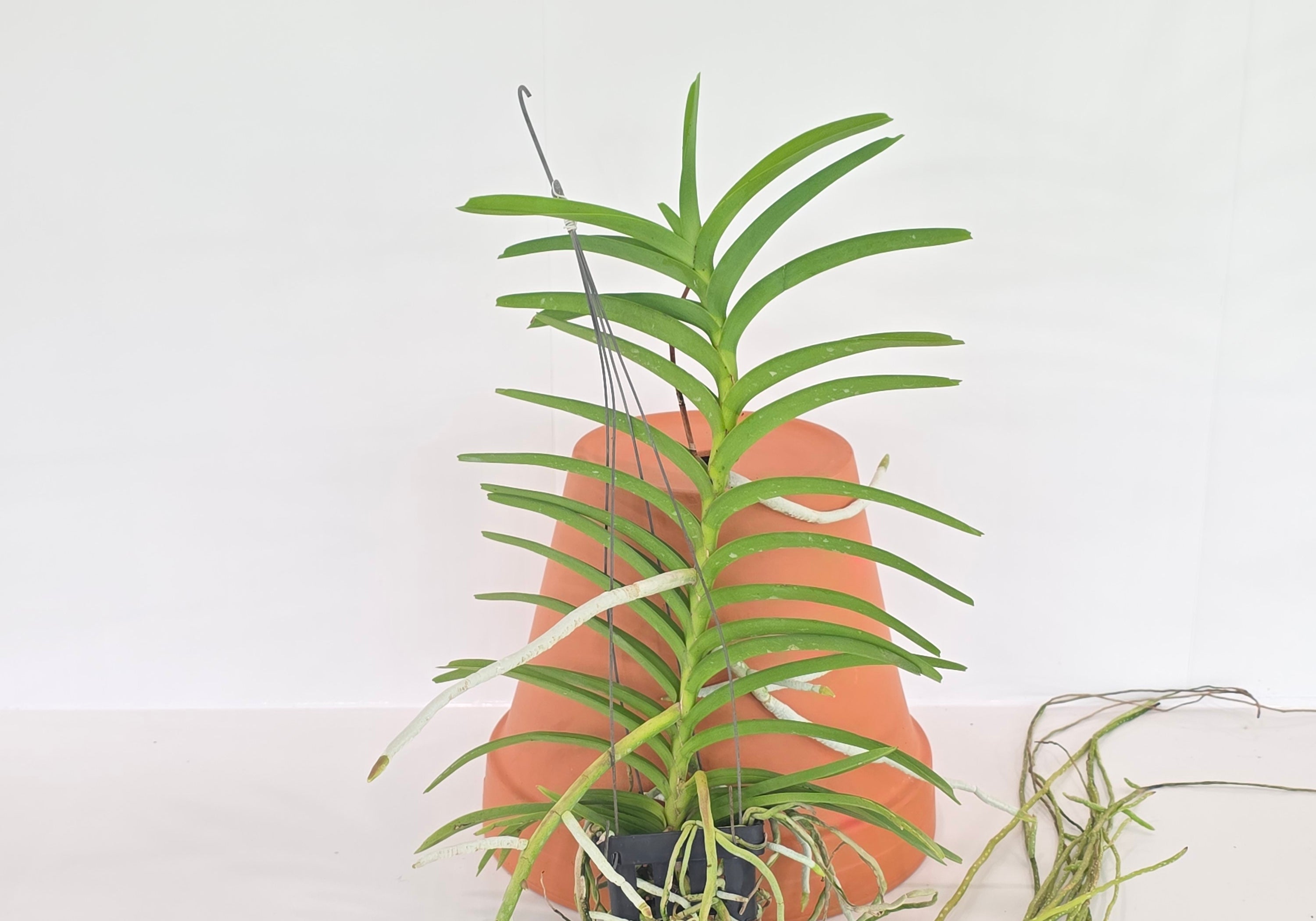 Vanda tessellata 'Pink'