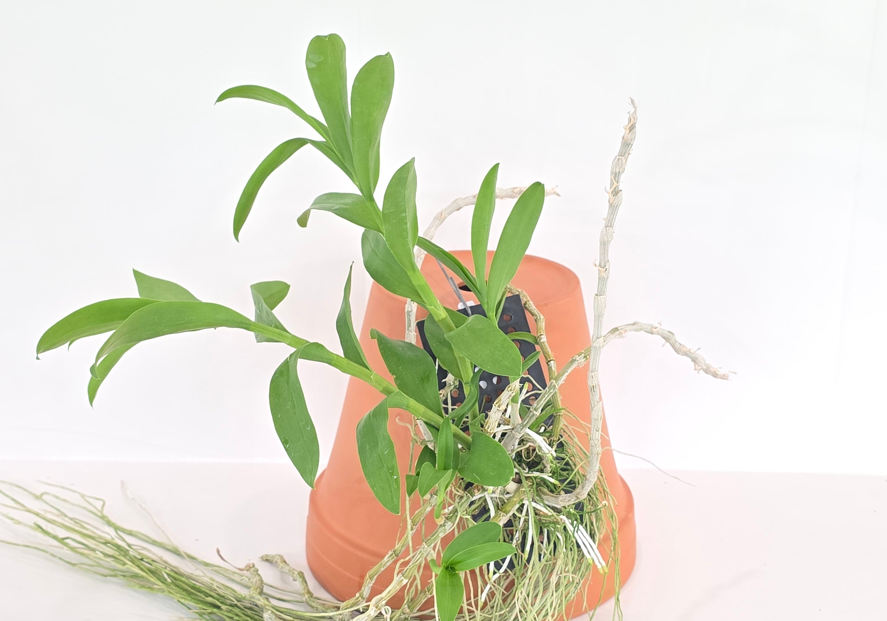 Dendrobium parishii 'semi khun visoot' (XL Plants)