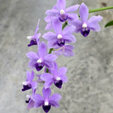 Phal. Tzu Chiang Sapphire 'Deep Purple'