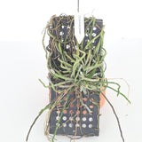 Chiloschista parishii (imperfections)