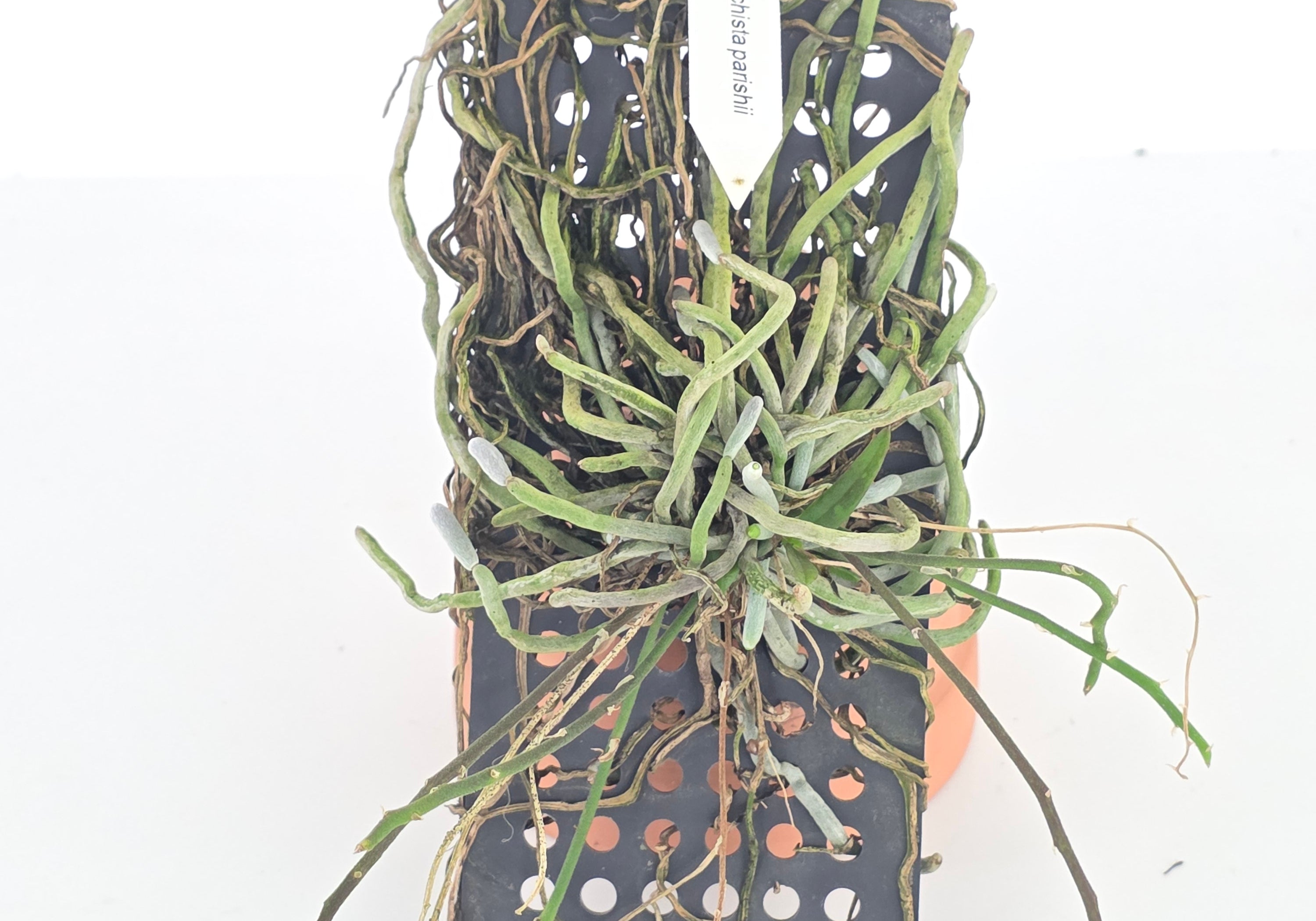 Chiloschista parishii (imperfections)