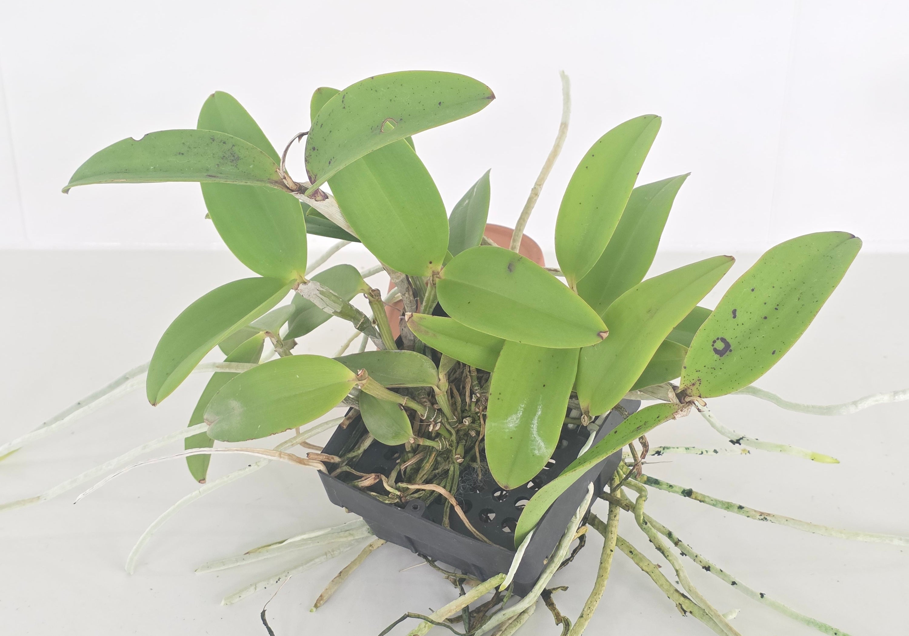 Cattleya Peckaviensis