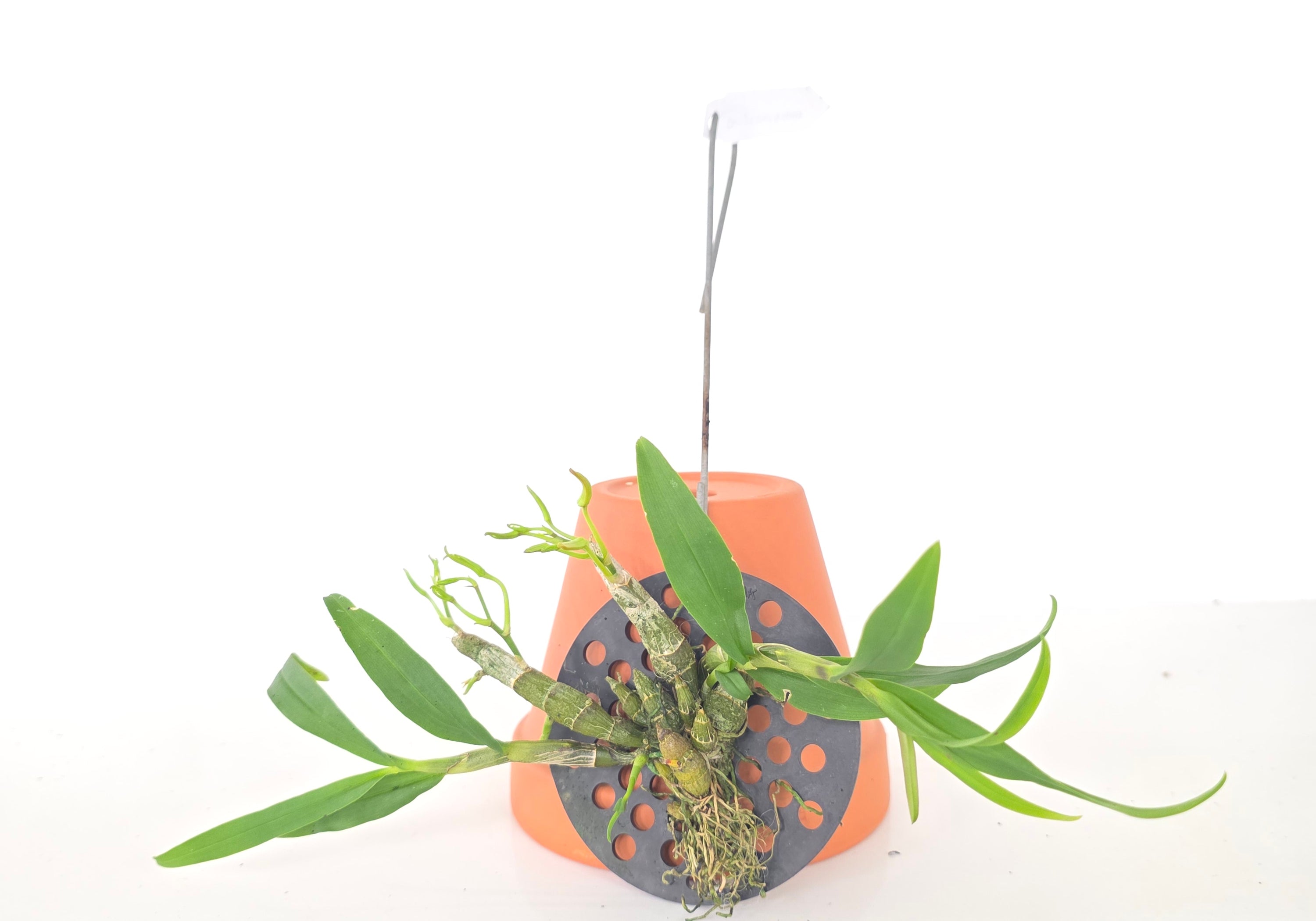 Dendrobium lamyaiae