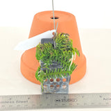 Schoenorchis scolopendria