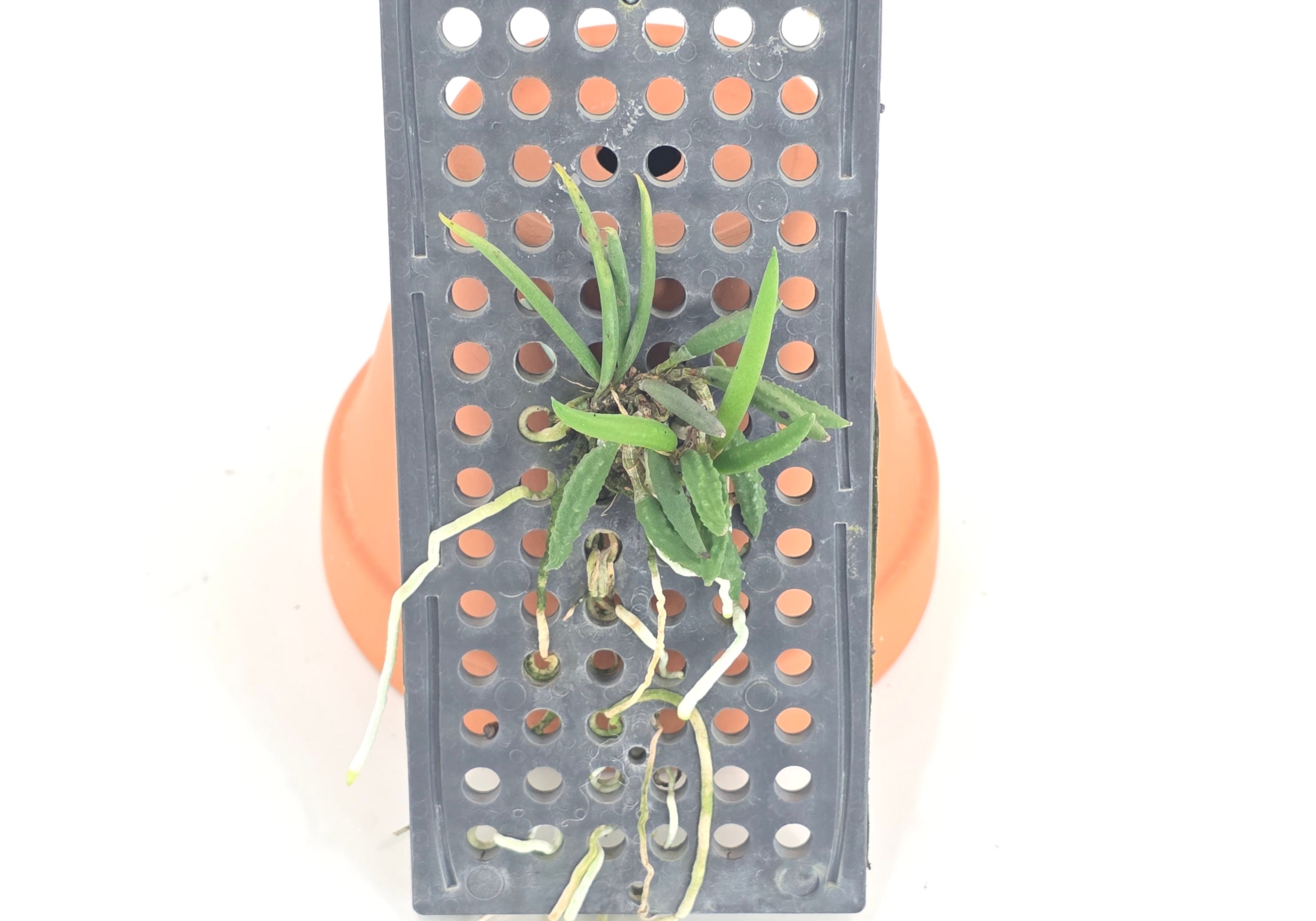 Dendrobium cucumerinum