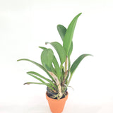Rhyncholaeliocattleya Prada Green Deluxe
