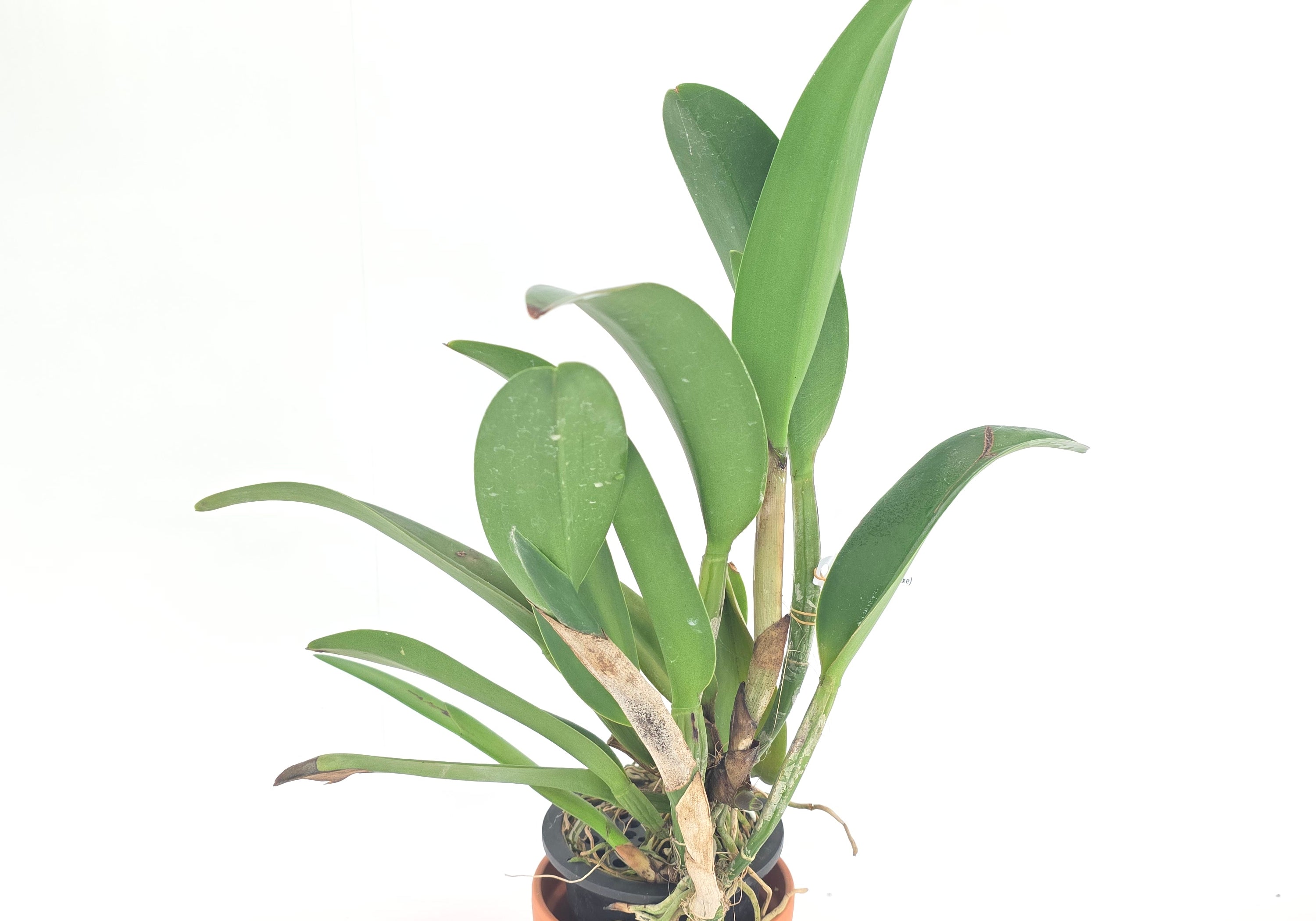 Rhyncholaeliocattleya Prada Green Deluxe
