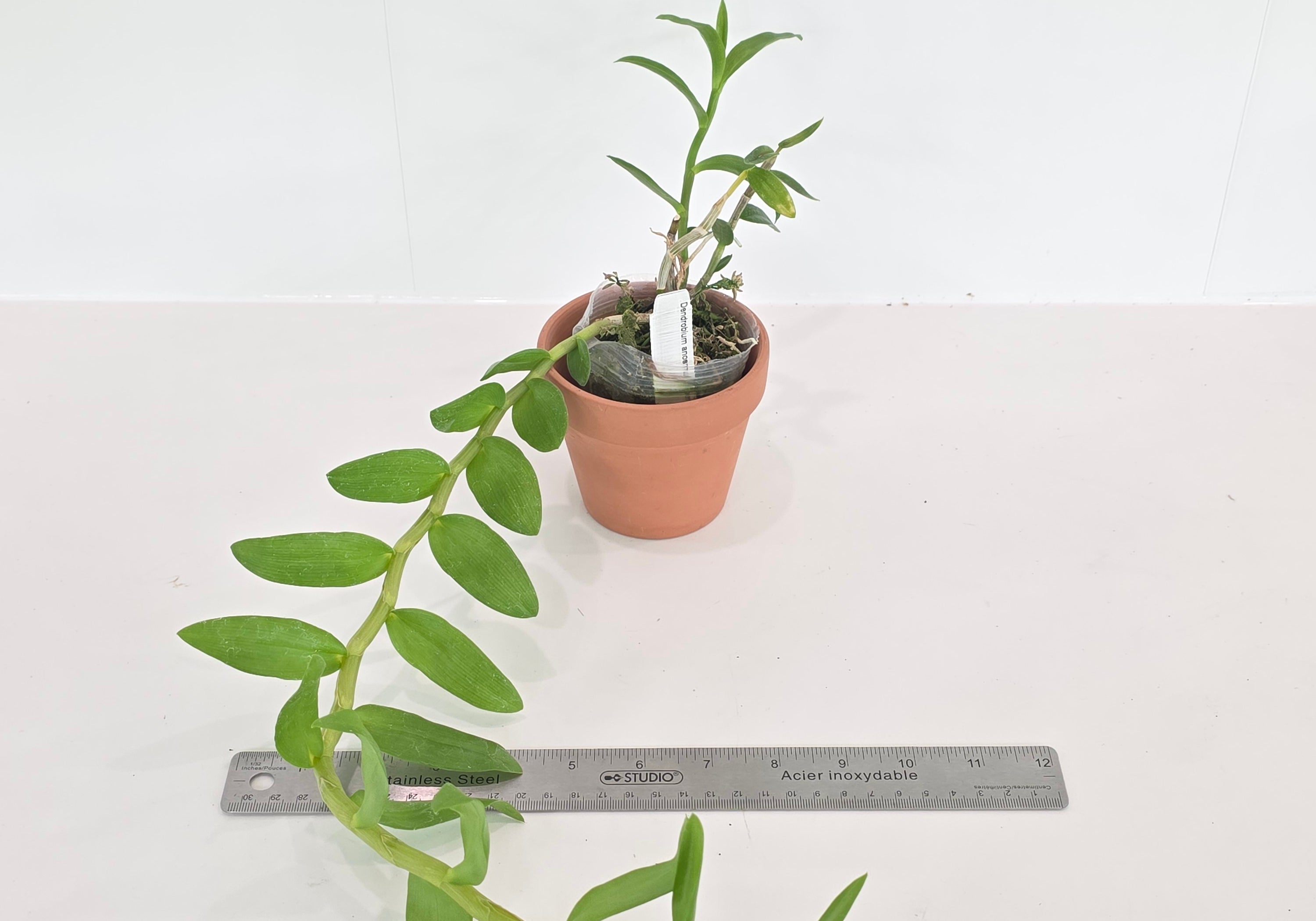Dendrobium anosmum f. coerulea
