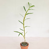 Dendrobium nobile 'Ingrid Anaranjado'