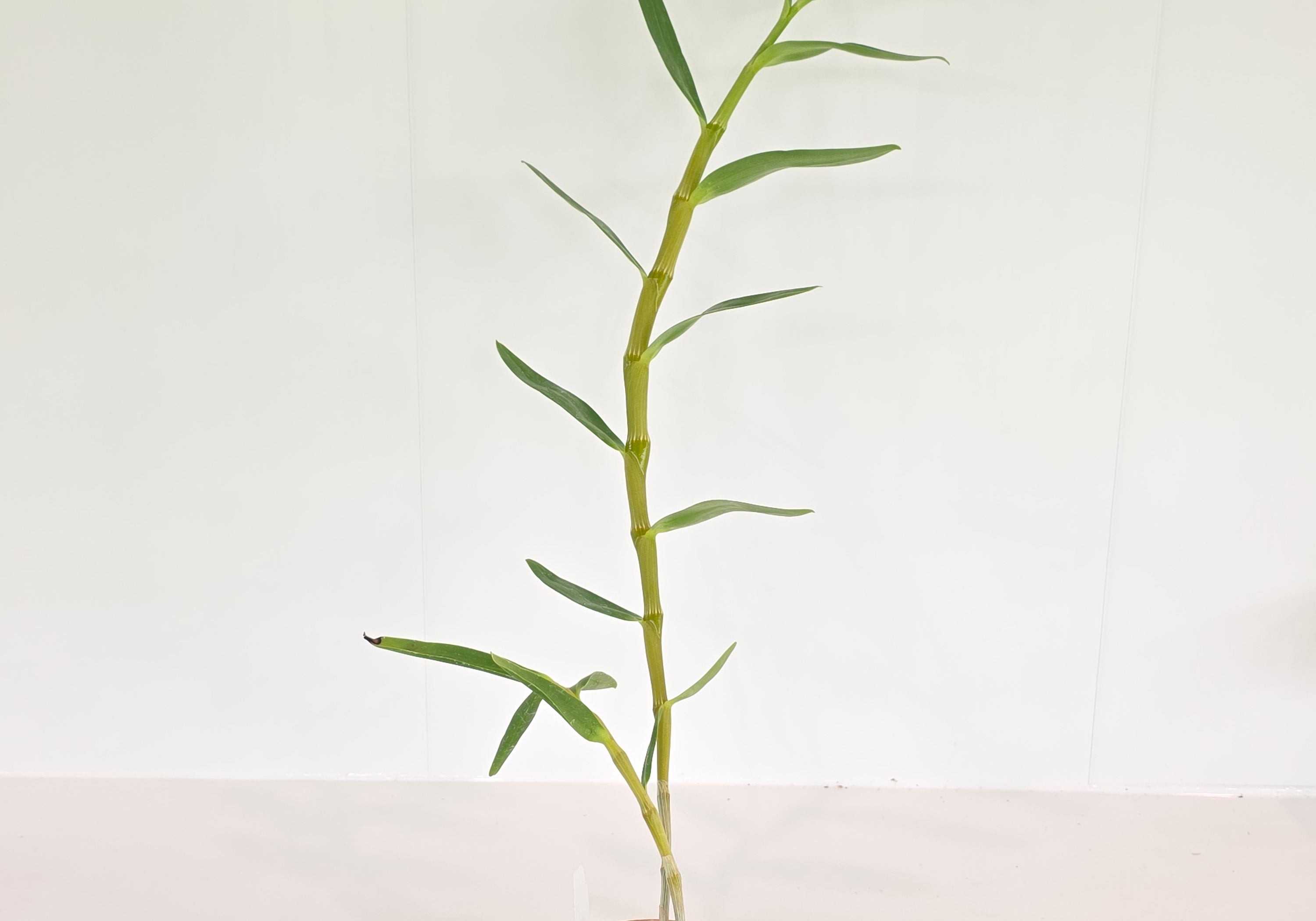 Dendrobium nobile 'Ingrid Anaranjado'