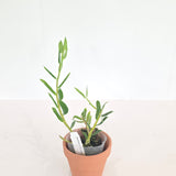 Dendrobium officinale