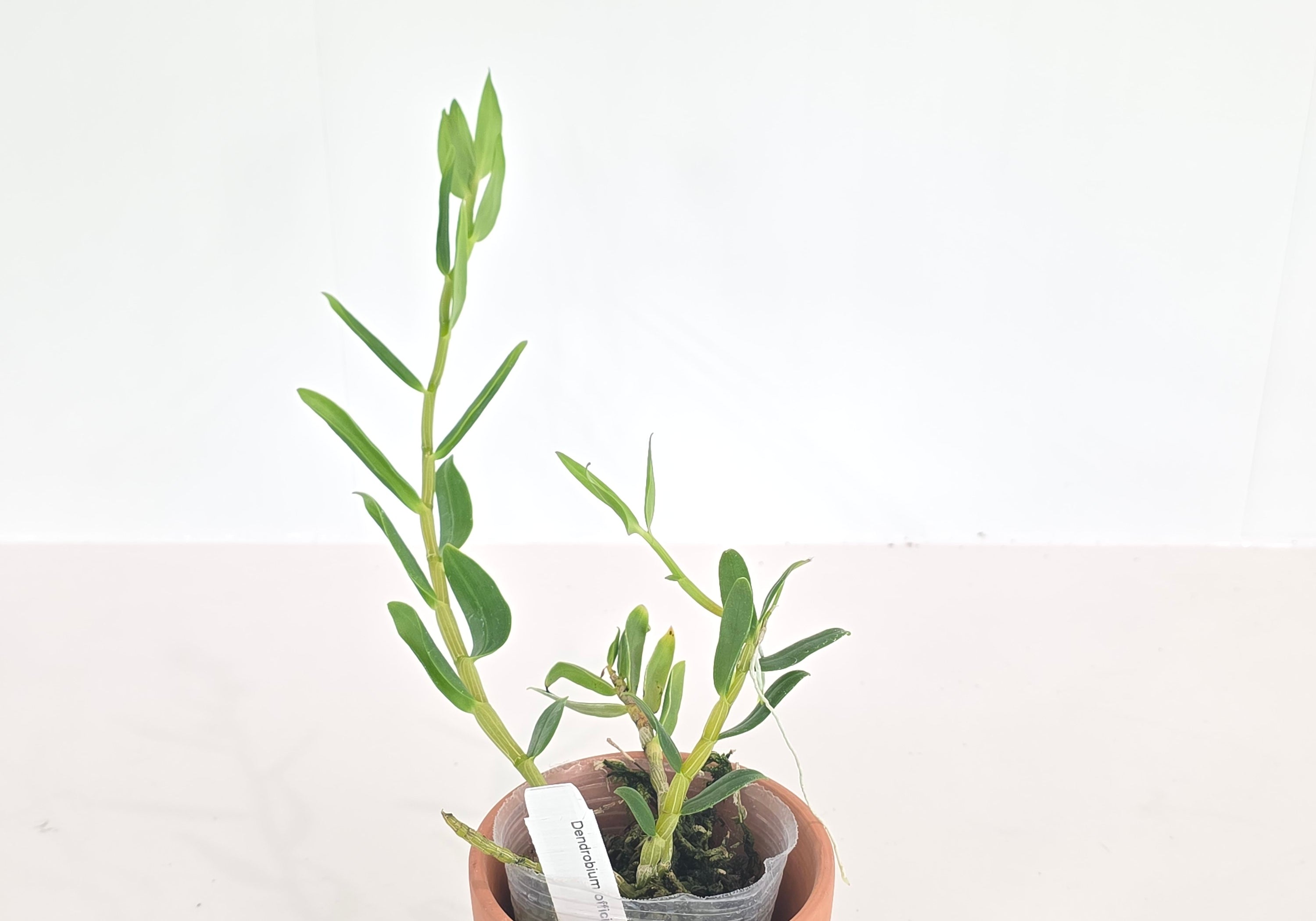 Dendrobium officinale