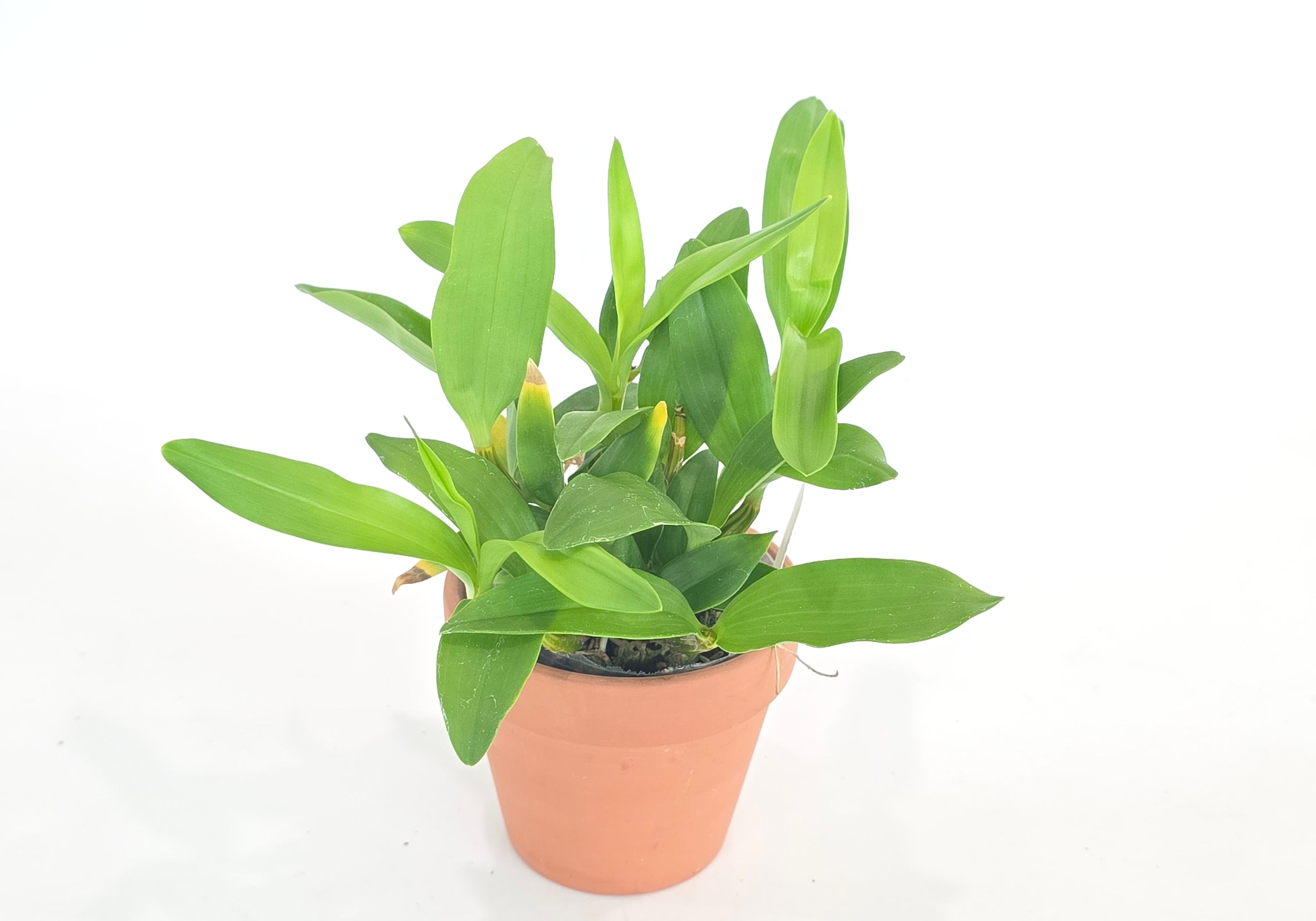 Dendrobium Roy Tokunaga (Den. atroviolaceum x Den. johnsoniae)