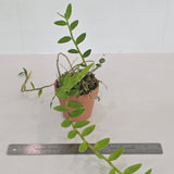 Dendrobium loddigesii