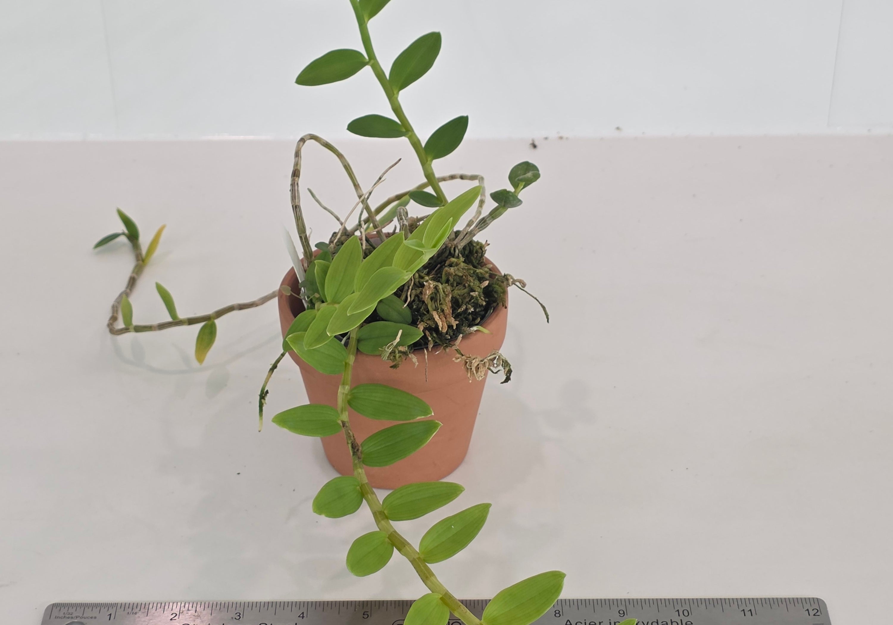 Dendrobium loddigesii