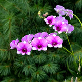 Dendrobium bigibbum x Pink Pixie