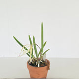 Brassavola nodosa 'Susan Fuchs' FCC/AOS