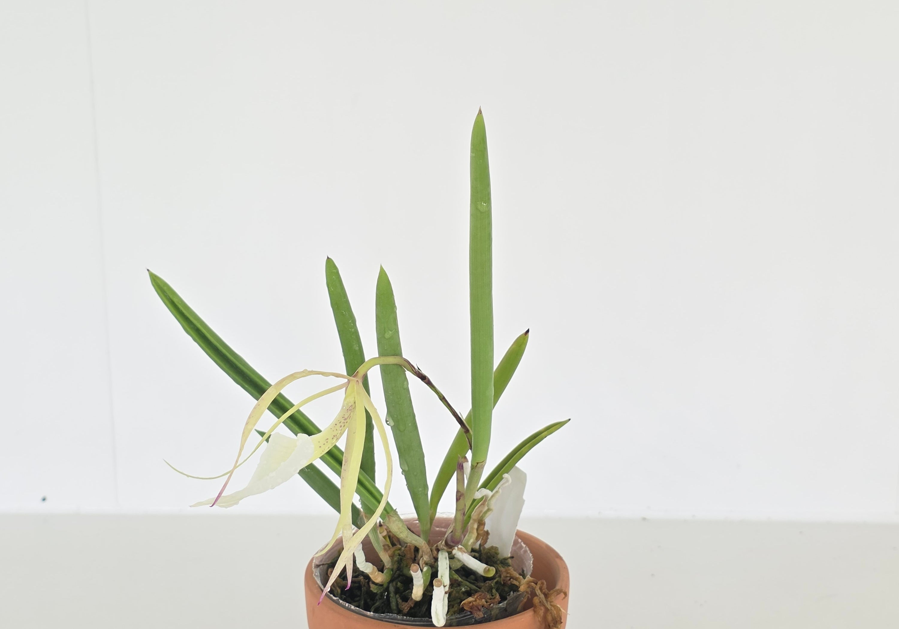 Brassavola nodosa 'Susan Fuchs' FCC/AOS