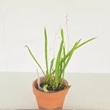 Brassavola nodosa
